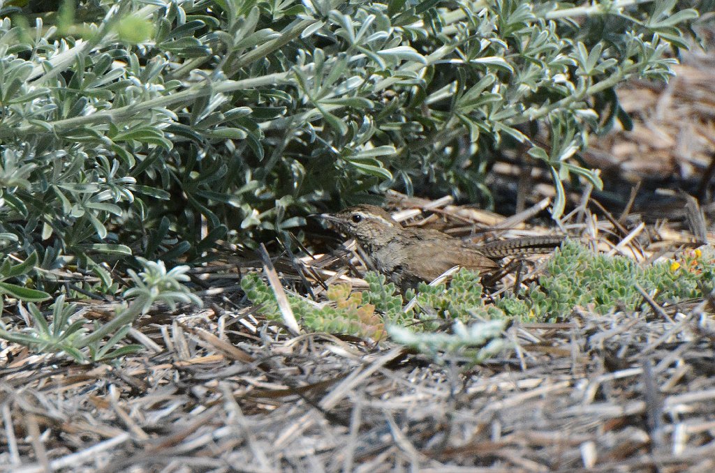 Wren, Bewick's, 2015-06101147 Oso Flaco Lake, CA.JPG - Bewick's Wren. Oso Flaco Lake, CA, 5-10-2015